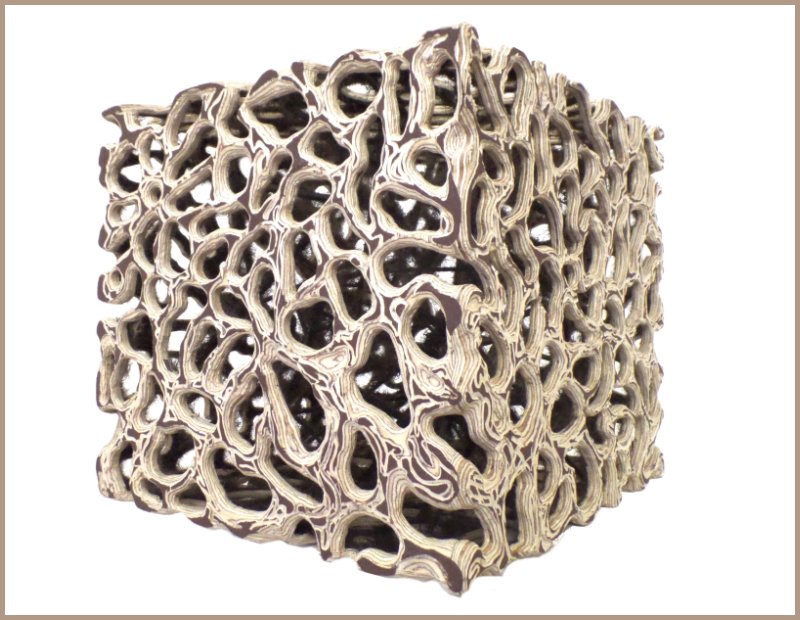 Spongicola-1