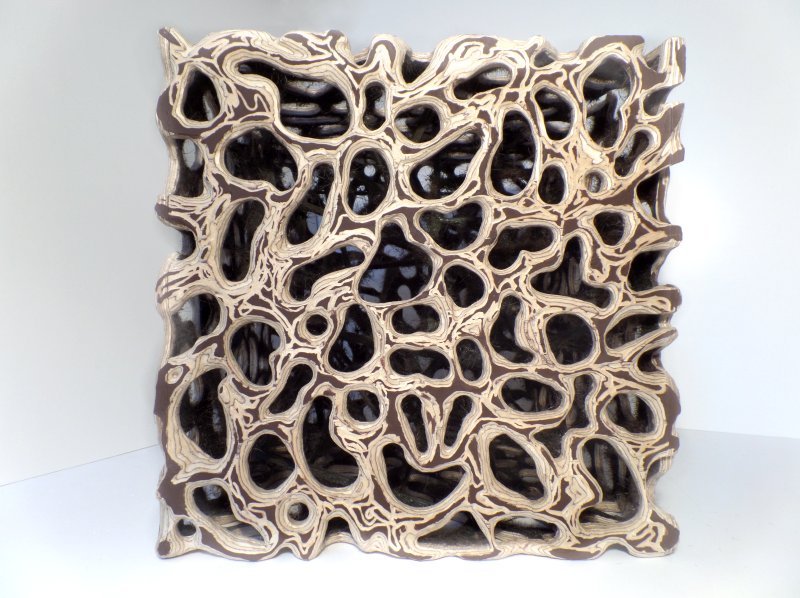 spongicola-3